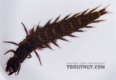 Corydalus (Dobsonflies) Hellgrammite Larva from Paradise Creek in ...