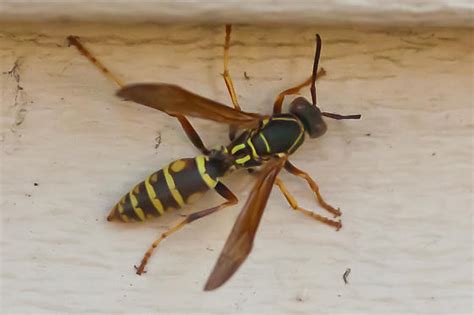 Yellow jacket - is this a queen? - Polistes fuscatus - BugGuide.Net