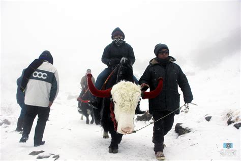 Yak Ride (Yak Safari) at Tsomgo Lake in East Sikkim