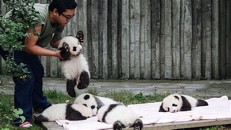 20 Gambar Bayi Panda Lucu yang Bakal Bikin Kamu Gemas | KepoGaul