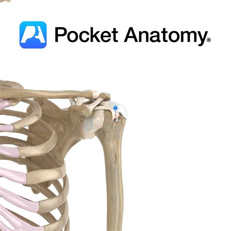 Transverse humeral ligament - Pocket Anatomy