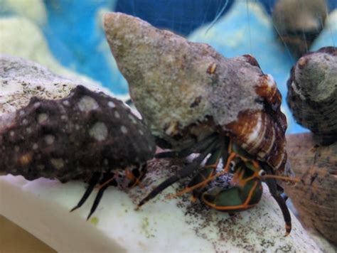 Marine Aquarium Hermit Crabs: Care, Habitat, Diet & More | Tank Facts