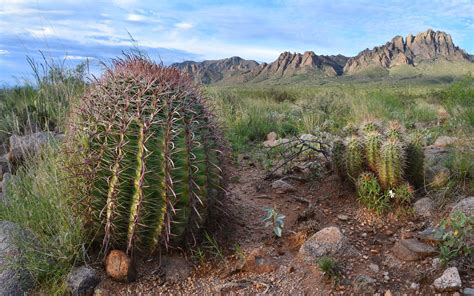 Chihuahuan Desert Cacti | Planting bulbs, Desert cactus, Succulents