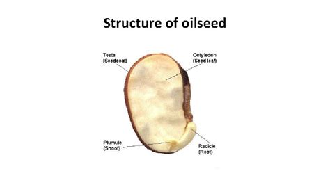 INTRODUCTION TO CEREAL GRAINS LEGUMES AND OILSEEDS STRUCTURE