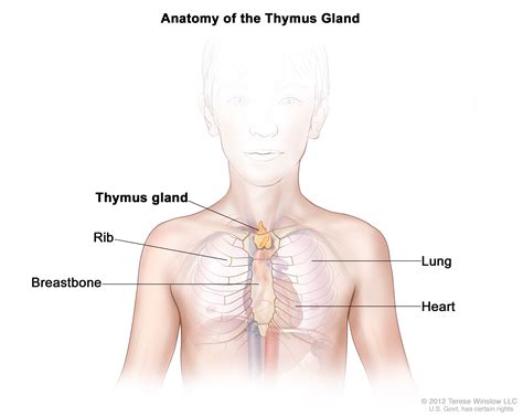 Childhood Thymoma and Thymic Carcinoma Treatment - NCI