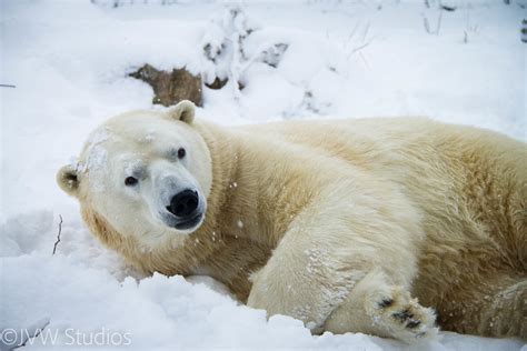 "The Polar Bears of Northern Ontario" | From The Cochrane Po… | Flickr