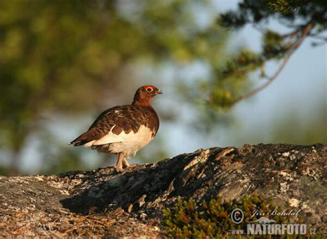 Lagopus lagopus Pictures, Willow Grouse Images, Nature Wildlife Photos | NaturePhoto