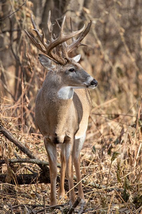 Outdoors: White-tailed deer follow the biological rule | Chanhassen Opinion | swnewsmedia.com