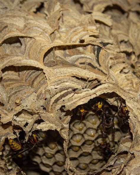 Vertical Photo of a Hornrt S (Vespa Crabro ) Nest Stock Photo - Image ...