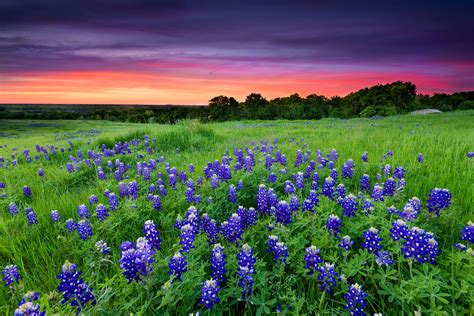 Where to Find Wildflowers in the Texas Hill Country | Texas hill country decor, Wild flowers ...