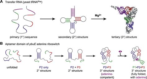 A Forced March across an RNA Folding Landscape: Chemistry & Biology