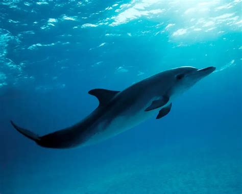 Atlantic Spotted Dolphin - Facts, Diet, Habitat & Pictures on Animalia.bio