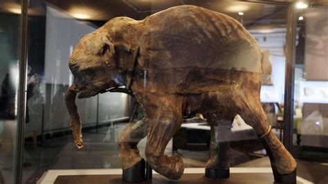 Perfectly preserved woolly mammoth is 40,000 years old — Science & Technology — Sott.net