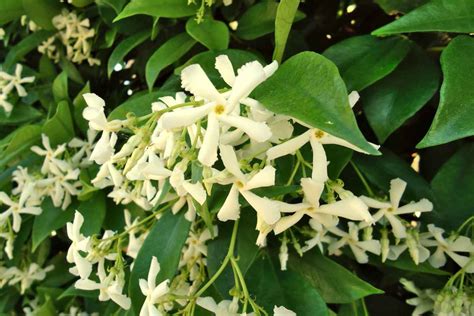 Star jasmine - planting, pruning, and care