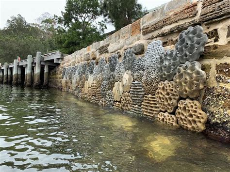 Green Seawalls in Sydney Harbour • Concrete seawall modules by SVC ...