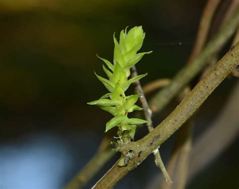 Mucuna bracteata – eFlora of India