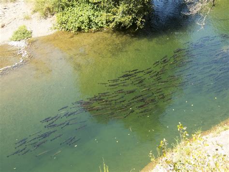 Salmonid Survival in California: An Ambitious Strategy for Resilience ...