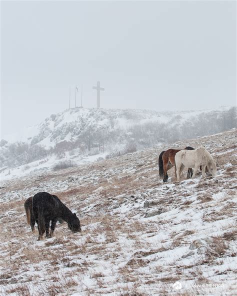 Image of Wild Horses at Livno by Luka Esenko | 1018300