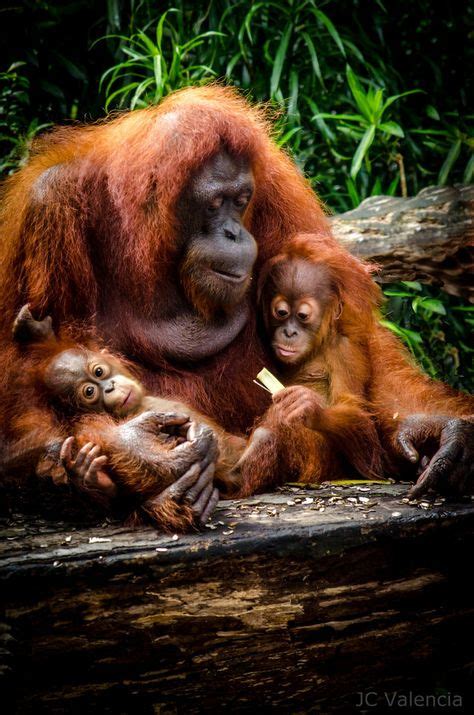 269 Best The ape family images in 2018 | Primates, Animals beautiful, Monkey