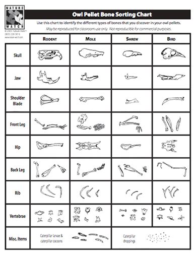 Owl Pellet Dissection Worksheet - Studying Worksheets