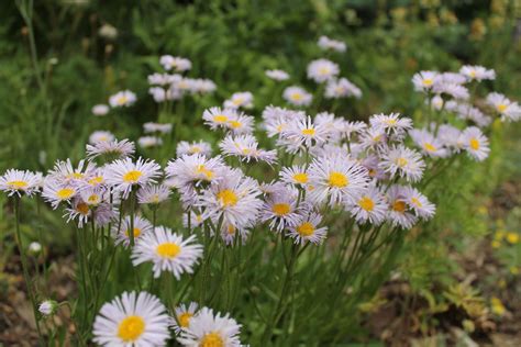 Erigeron glabellus | North American Rock Garden Society