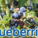 Organic Blueberries at Hillcrest Farm | Outdoor Gulf Coast of Northwest Florida