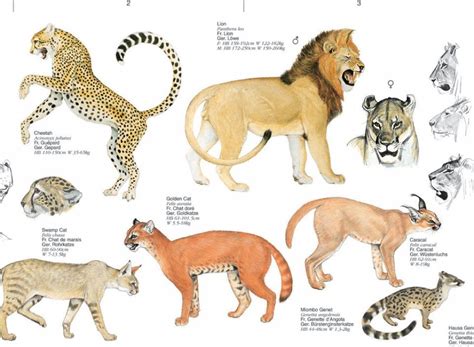 Carnivores of Africa - Poster | NHBS Field Guides & Natural History