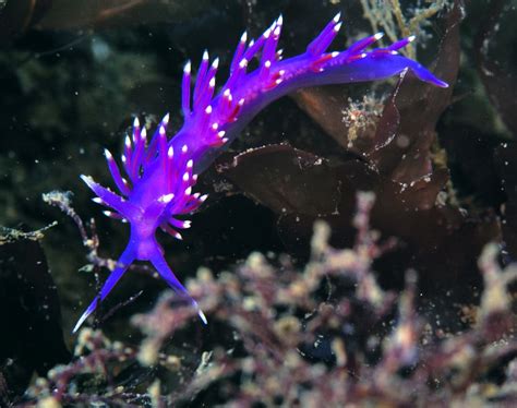 Sea slugs: A rainbow of life in our seas | Marine Conservation Society