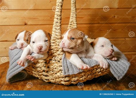 American Bulldog Puppies Sleep Sweetly in a Basket Stock Photo - Image of short, american: 138626260