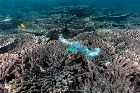 Plastics linked to disease in coral - Jan 2018 - JCU Australia