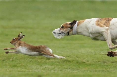 VIDEO: Hare Coursing bill subject of Dáil Vote Today - Green News Ireland