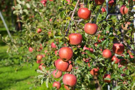 Fuji Apple Tree - Ison's Nursery & Vineyard