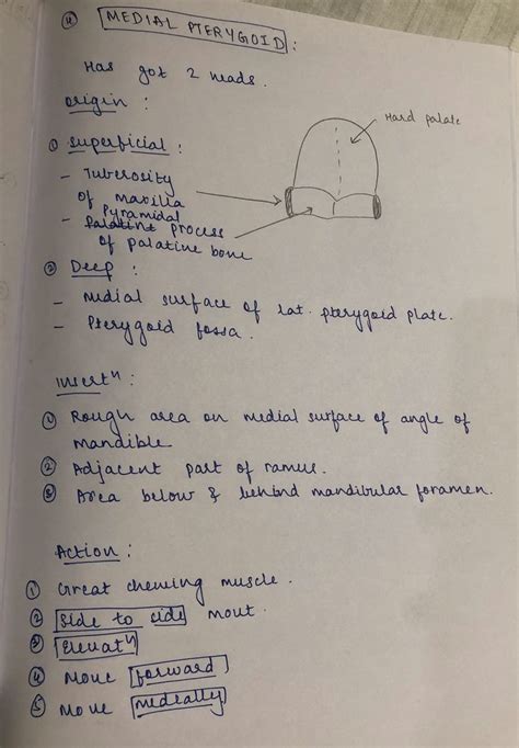 Muscles of mastication | Dental treatment, Dentistry, Study inspiration