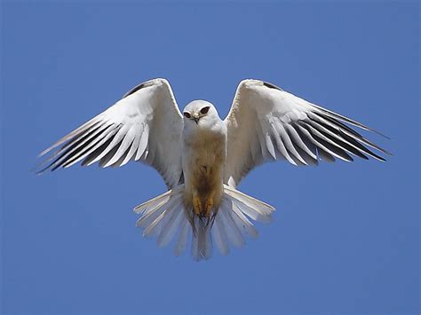 Black-shouldered Kite, South Africa | Wildlife Insight