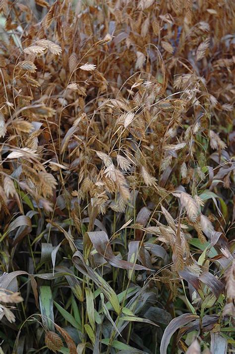 Northern Sea Oats (Chasmanthium latifolium) at Skillins Greenhouse | Plants, Native plants ...