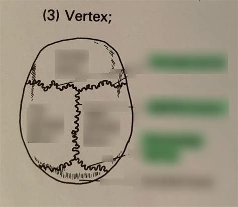 Skull Vertex Diagram | Quizlet