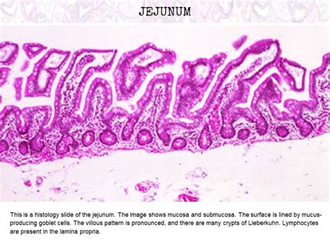 A Histology Tour of the GI Tract- The Jejunum