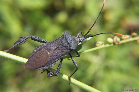 Leaf Footed Bug - A terminalis - North American Insects & Spiders