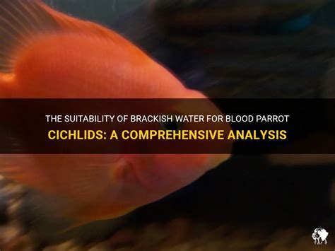 The Suitability Of Brackish Water For Blood Parrot Cichlids: A Comprehensive Analysis | PetShun