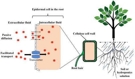 Passive diffusion and facilitated transport of NPs in roots | Download ...