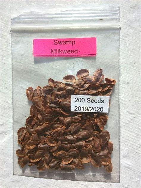 Pink Swamp Milkweed seeds, Asclepias Incarnata Pink - Milkweed 4 Monarchs