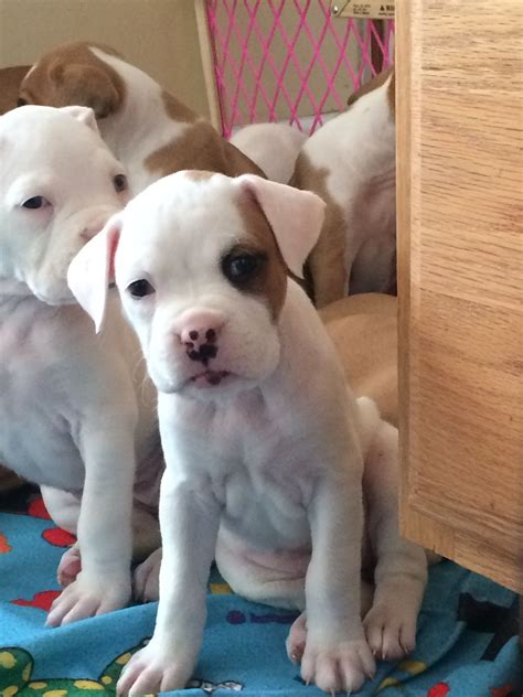 White boxer puppy! Cute baby! #boxer #love #puppy | White boxer puppies ...