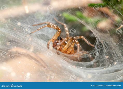 Funnel Weaver Spider, Agelenopsis Stock Photo | CartoonDealer.com #74214516