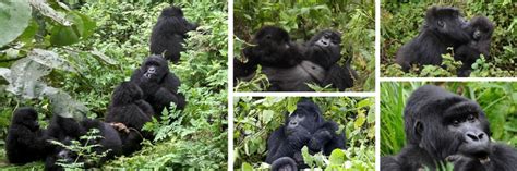 5 Days Rwanda Safari, Gorilla Trekking & Wildlife, Safari In Rwanda Tour