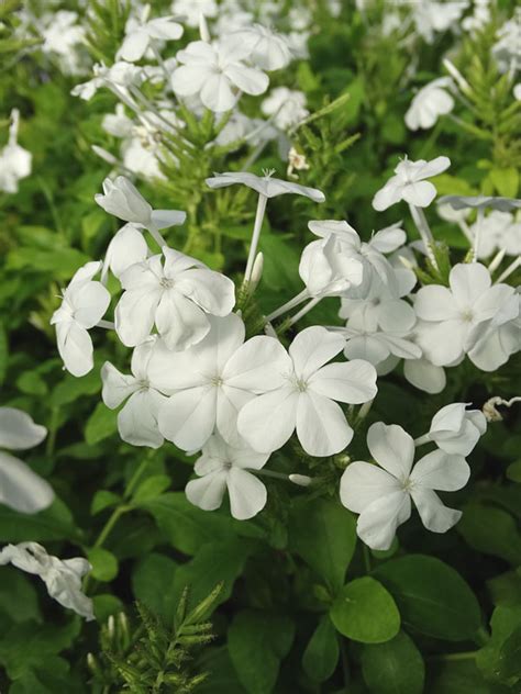 Miami White Plumbago Plant (plumbago auriculata) – Urban Perennials