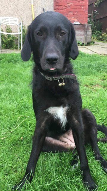 Are Romanian Raven Shepherd Dog Noisy