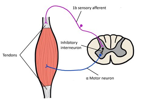 Gamma Motor Neurons