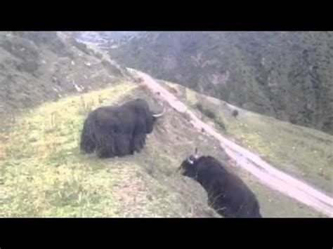 Yaks full fight - YouTube