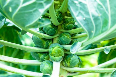 15 of the Best Brussels Sprout Varieties | Gardener’s Path