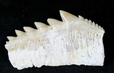 1.72" Fossil Cow Shark (Notorynchus) Tooth - Morocco (#19793) For Sale - FossilEra.com